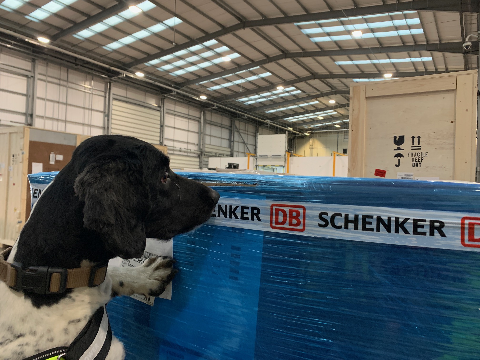 Detection Dogs have Nose for Prohibited Cargo