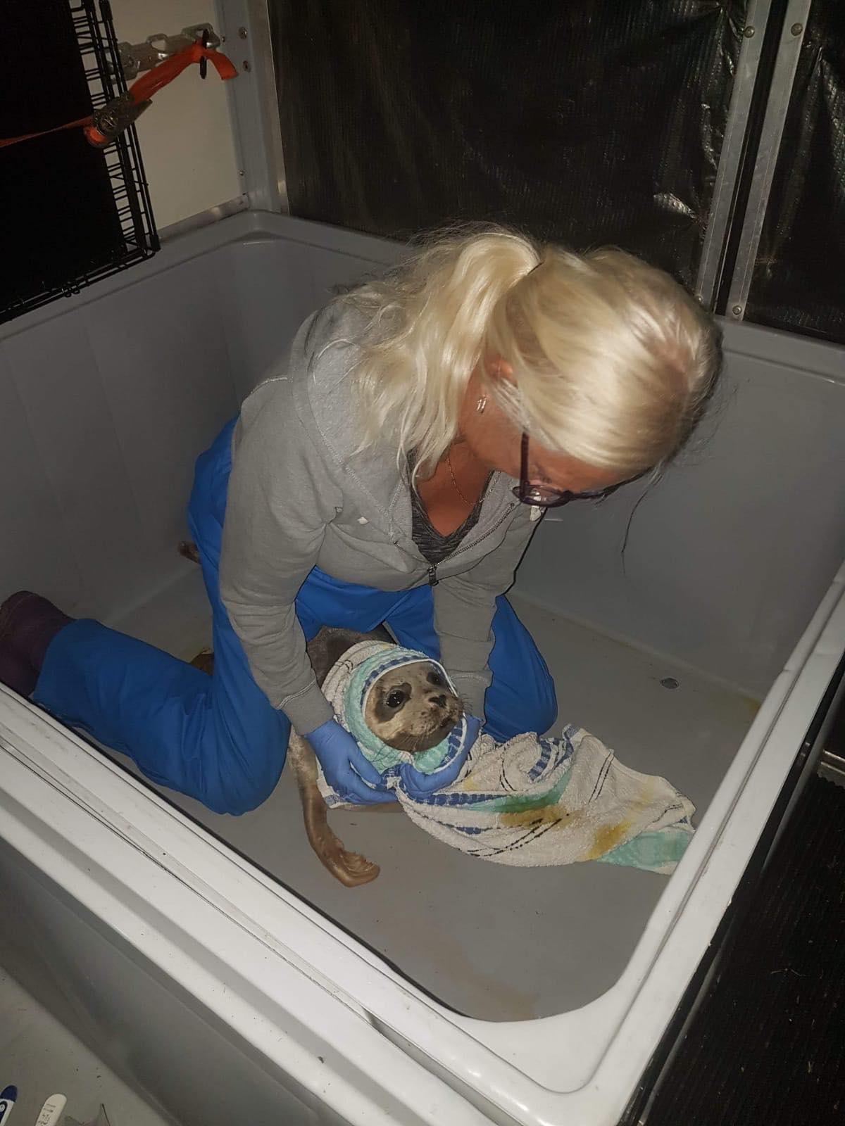 Seal Rescue Plastic Pallet Boxes Stand the Test of Time